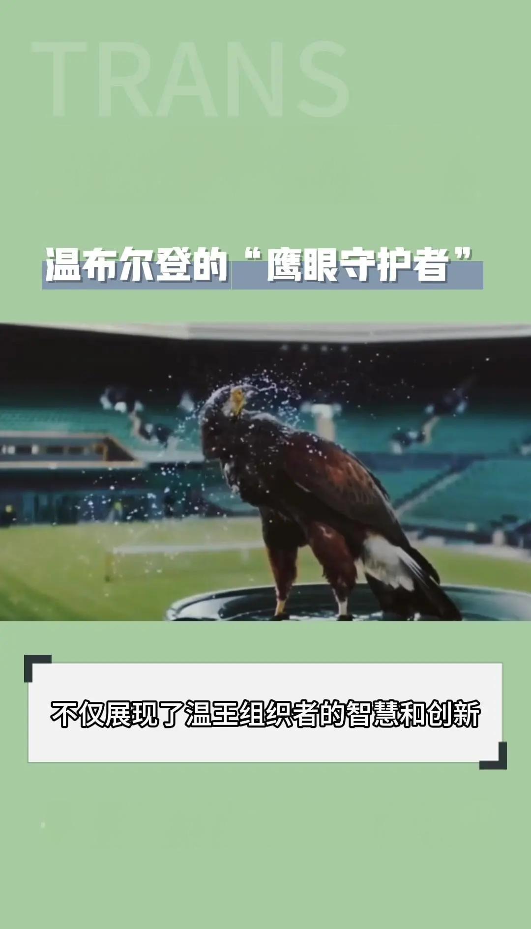 关于V体育：温布尔登网球公开赛数据分析：发球成功率揭示胜负的信息